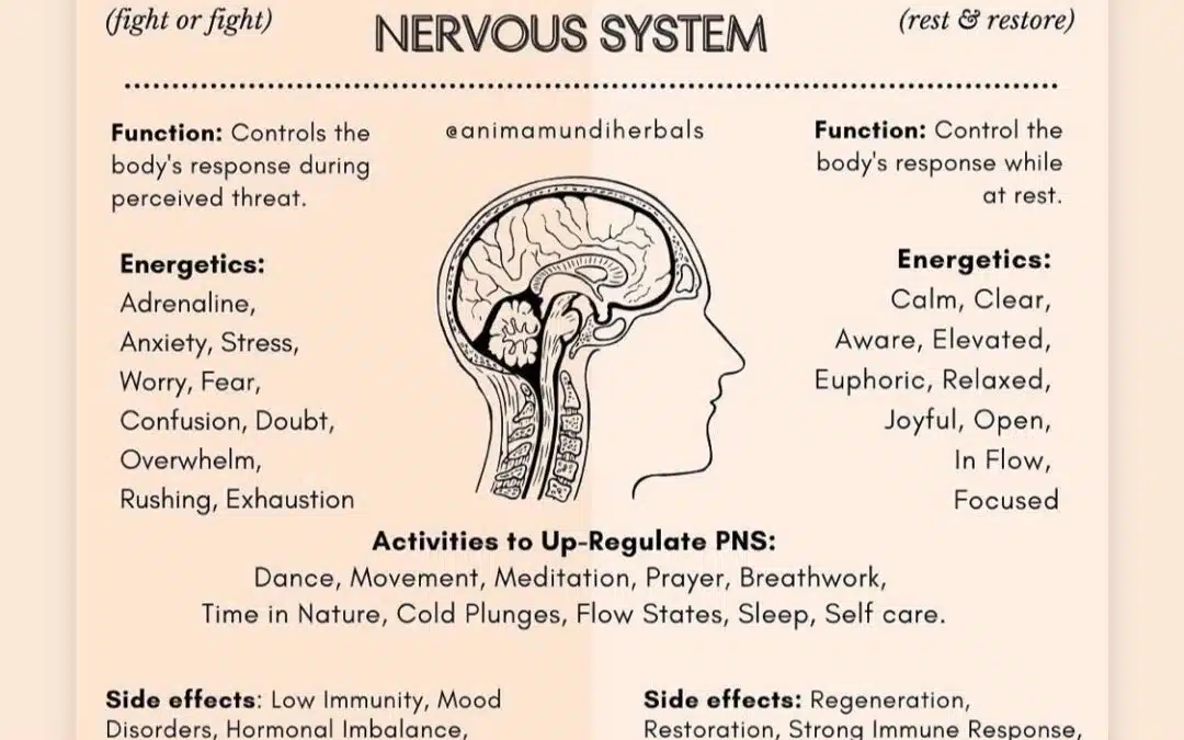 infographic on the parasympathetic nervous system