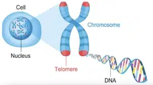 diagram of a telomere